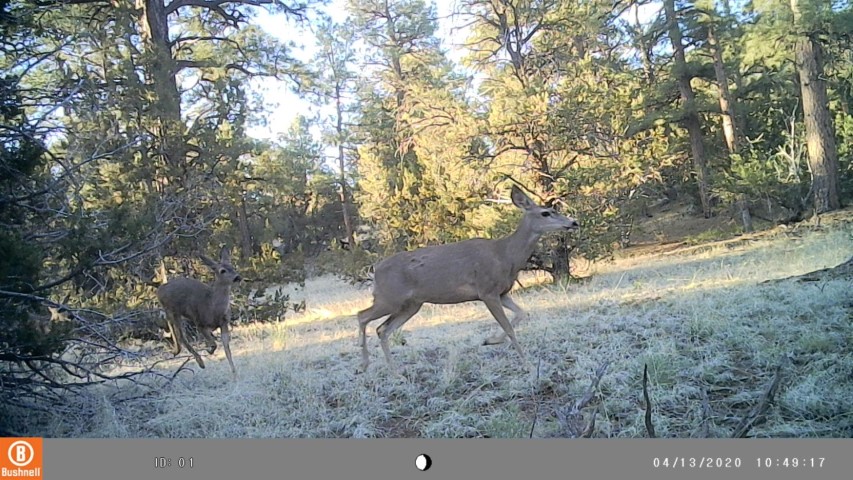 Deer
