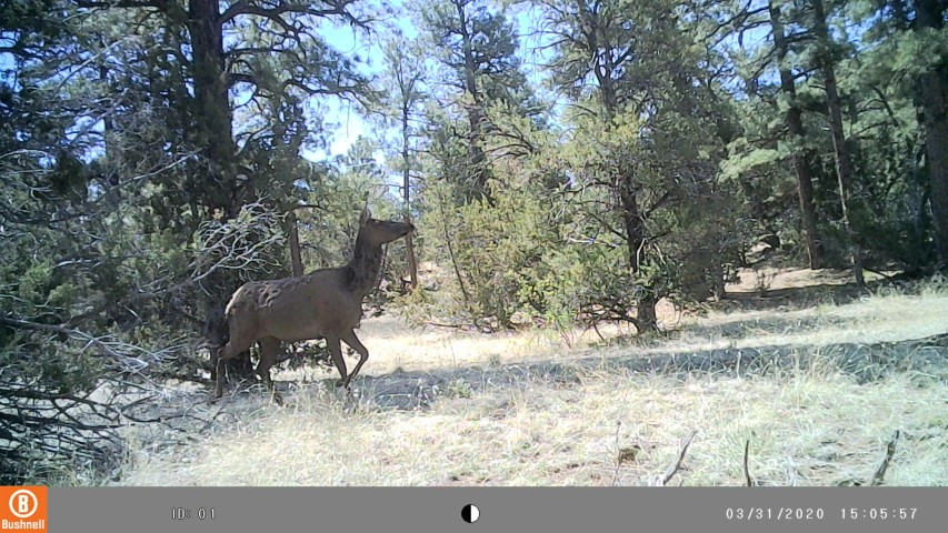 Deer