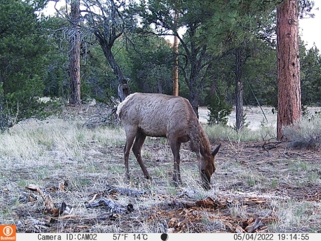 Deer