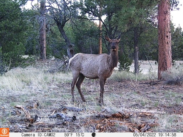 Deer