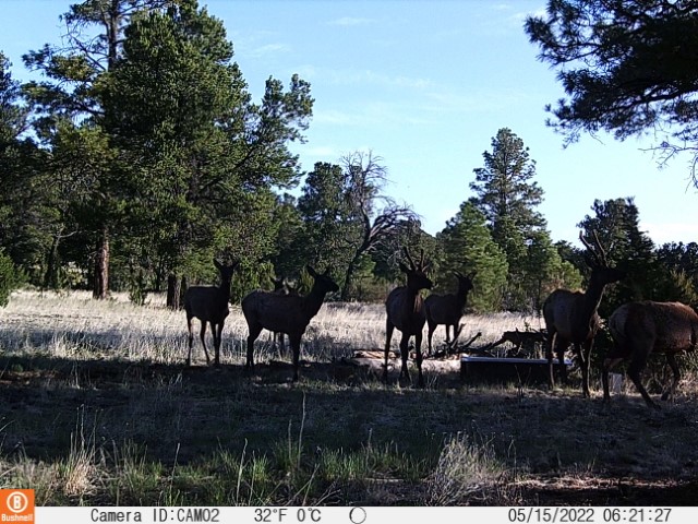 Deer