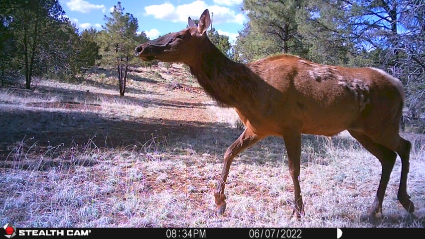 Deer